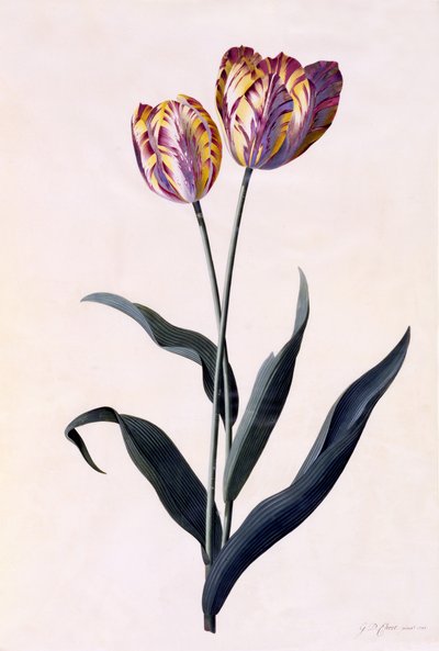 Tulip by Georg Dionysius Ehret